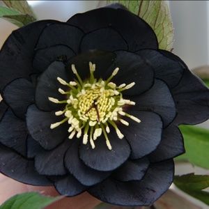 Meet your Posher, Brandi